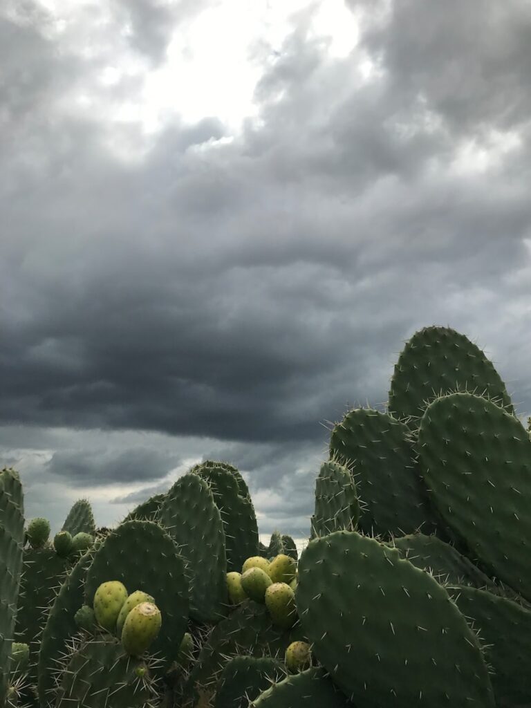 arizona monsoon and storm damage restoration